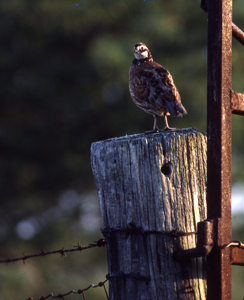 Quail, Wildlife