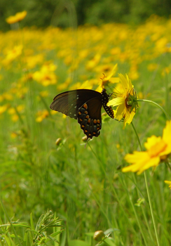 Pollinators on tickseed